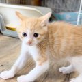 突然の「やんのかステップ」で近寄る子猫に悶絶必至…圧倒的な尊さに『…