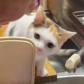 白菜の漬物を作るおばあちゃん→猫が近くで観察し始めて…『ほっこりす…