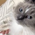 3年以上いっしょに暮らしている飼い主には塩対応な猫→たまに来る代理飼い…