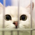 猫ケージの人気ランキングを１段、３段、４段ごとにご紹介