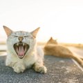 野良猫の寿命は何歳？飼い猫より短い理由と私達にできる事