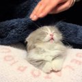 寝落ちした子猫→毛布をかけて優しく撫でたら…胸がキュッとなる『尊すぎる…