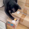 飼い主さんがおもちゃのスイッチを押した次の瞬間、猫が…衝撃の速さで連打…
