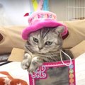 祝！猫ちゃん7歳の誕生日はスペシャルディナーを堪能♡