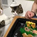 おいしそうだなー！ママさんのお寿司を狙う親子猫！