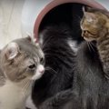 全自動猫トイレ初体験の猫さん！表情の変化がハッピーすぎる♡