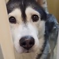 お風呂に入っていると、犬が呼びにきて…ついて行ってみた結果→まさか…
