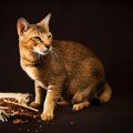 チャウシー｜猫種の性格や大きさ、販売価格から病気や寿命まで徹底解説