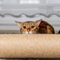 猫の飼い主が絶対にしてはいけない『NG行為』5つ　何気ない行動が負担に？…