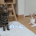 猫草キャッチで遊ぶニャンズ♪ところが最後に気付いちゃった！