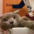 猫の背後でおじさんがカンフーを披露してみた結果…思わず『腹筋崩壊の反応…