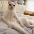 『猫をサボる猫』…まさかの『進化していくサボり方』が面白すぎると爆…