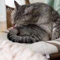 猫が『なでられた場所を舐める』ときの理由4つ　触られたくなかったの？行…