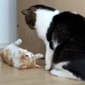 仲良くなれた？子猫ちゃんから遊びに誘われる猫くん♡