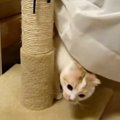 カーテンの裏から！？変わった遊び方をする猫さん