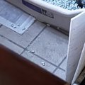 成猫用の『大きなトイレ』を見ると……あまりにも『尊い瞬間』に５万いいね…