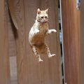 大ジャンプをした『猫』→片足で着地するかと思いきや……完璧すぎる『体勢』…