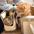 『引っ越し歴5回の兄猫と2回目の弟猫』反応の違いを見てみると…想像以…