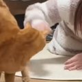酔っ払いが猫の前で『ポーズ』をとったら……凄すぎる『まさかの展開』に「…