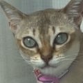 窓辺に座って『飼い主さんの帰りを待っていた猫』→近づいたら…まさかの展…