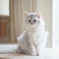 猫が『正座』をしているときの理由3つ　シーン別の隠された心理も解説