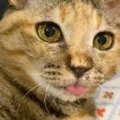 舌をしまい忘れた猫を撮影していたら、突然……予想外の『可愛すぎる瞬…