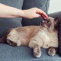 猫にストレスを与える飼い主の『挑発行為』5つ