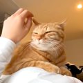お腹の上に乗ってきたネコ→30分以上動かなくて…愛にあふれた『幸せなひと…
