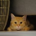 猫が『狭いところ』に入りたがる理由4つ　習性が関係しているの？出てこな…