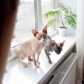 『抜け毛が少ない』傾向にある猫種4選　目立ちにくいワケやそれぞれの…