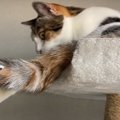 まるで別の生き物！？猫ちゃんの可愛いうねうねしっぽ♪