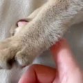 指を触りたそうにしていた猫→近づけてみると…まさかの『尊すぎる光景』が2…