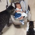 お家に新しい家族がやって来たら……猫と赤ちゃんの『初対面の光景』が…