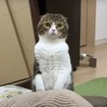 寝ている飼い主さんを必死に起こそうとする猫さんが可愛い♡