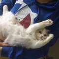 「お客さま大好き♡」な猫に育てる方法３つ