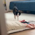 猫と『だるまさんがころんだ』で遊んでみたら→途中までは上手くいっていた…