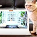 夢中になっちゃうかも！？猫ちゃん専用動画を見せてみた結果…