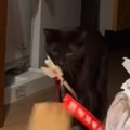 破魔矢を買ってきたら、猫が…予想外の行動に笑ってしまう人が続出「邪…