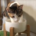 びしょ濡れ！アライグマ化してしまった猫ちゃん！？