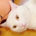 上級者！さり気なく猫吸いする方法とは…