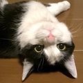 猫が真似しがちなこと３つ