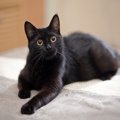 猫はあなたのことを『どんな存在』だと思っている？考えられる4つの気…