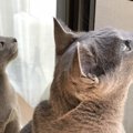 Laylaの１２猫占い 9/23～9/29までのあなたと猫ちゃんの運勢