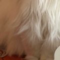 久しぶりに『実家の猫』と再会→『表情』を見たら……想定外の『切なすぎ…