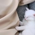 「寂しかったんだからね！」飼い主をどこにも行かせないと必死な子猫…