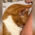 ママの腕にべったりと顔をくっつけて甘える猫→『鼻』を見たら…『まさかの…