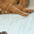 猫たちのために働く飼い主、お見送りを期待するも…笑ってしまう『出勤…