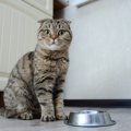 猫の『空腹サイン』4つ！我慢させたいときの対処法も