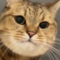 ママと遊び始めた猫→勢いよく飛び出してきたと思ったら…可愛すぎる『攻撃…