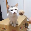 大興奮！またたびスティックが癖になっちゃう猫さん！